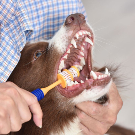 Arm & Hammer Escova de dentes 360 Puppy