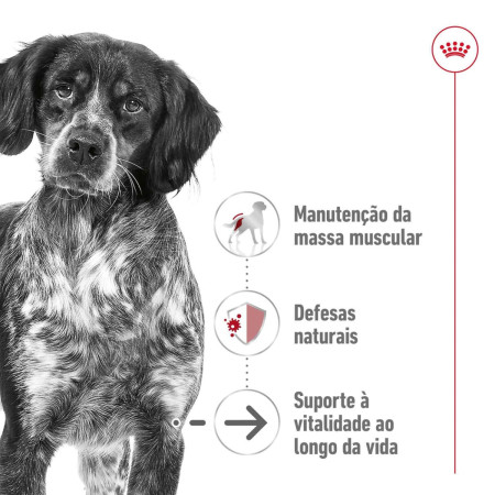 Royal Canin Wet Medium Adult Ageing em paté