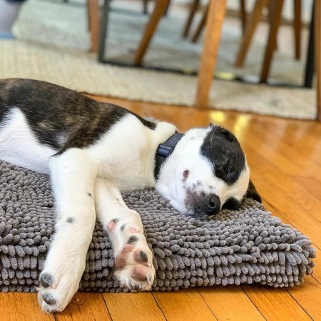 Dog Gone Smart Dirty Dog Padded Colchão Cinzento