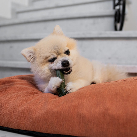 Duvo+ Garden Bites Toby Toothbrush