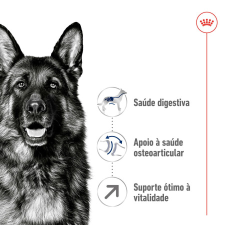 Royal Canin Seca Maxi Adulto 5+