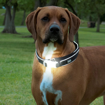 Dog Gone Smart Coleira Comet vermelha