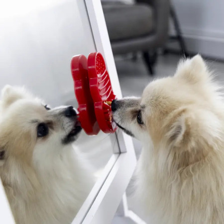 Kong Licks com ventosa