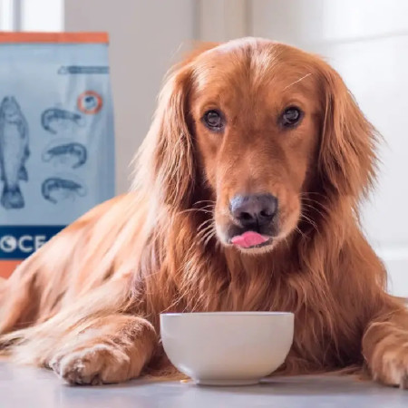 Ocean Atlantic com Salmão e Krill