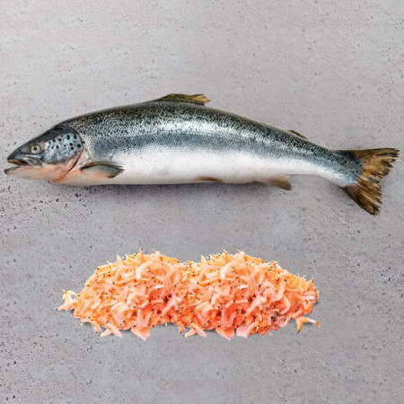 Ocean Atlantic com Salmão e Krill