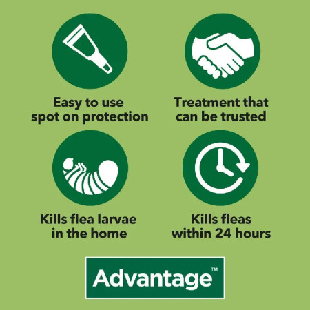 Advantage Pipetas para gato mais de 4 kg