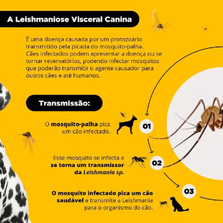 Scalibor Coleira - Protege 1 ano contra mosquitos!