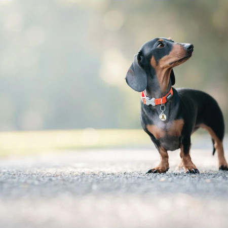 Red Dingo Coleira laranja