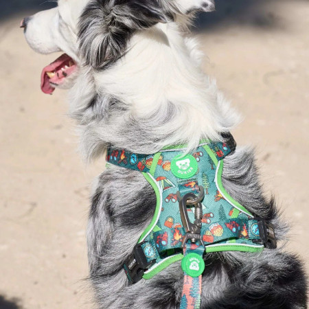 Dukier Peitoral para cão Trail Scouts