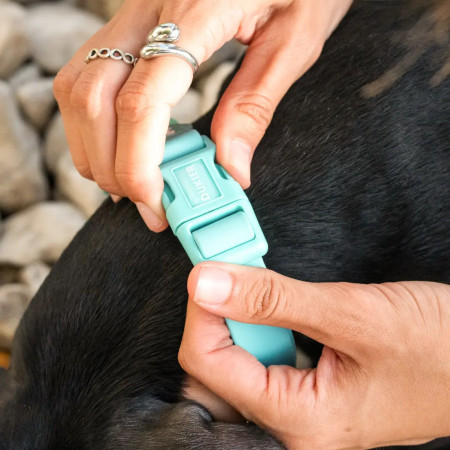 Dukier Coleira Waterproof Mint