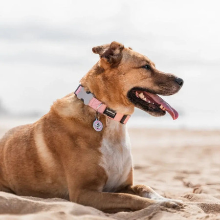 Red Dingo Coleira rosa bebé