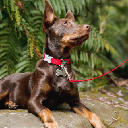 Red Dingo Coleira vermelha