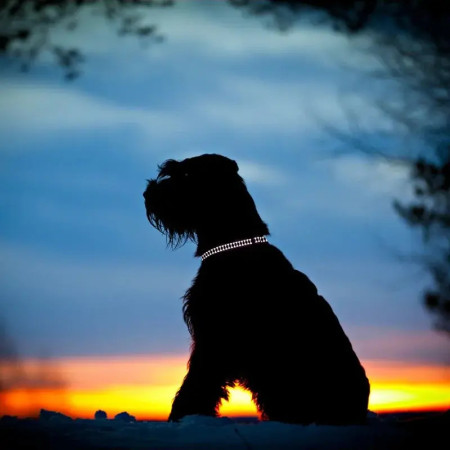 Red Dingo Cat Coleira reflectora