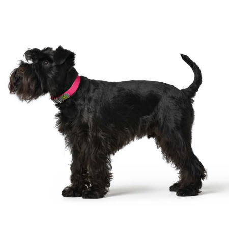 Hunter Coleira BASIC Convenience rosa