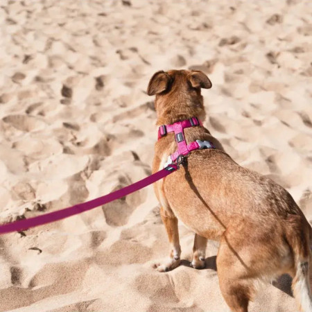 Red Dingo Peitoral PINK rosa