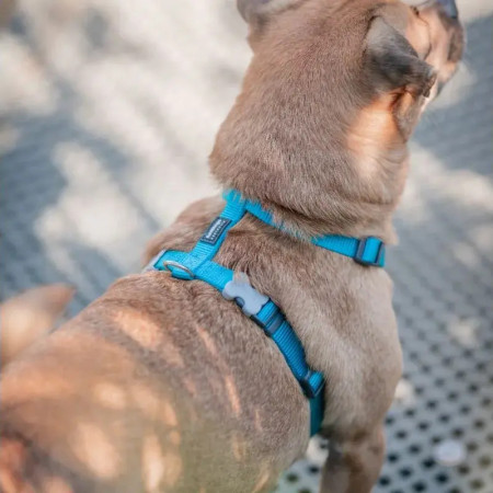 Red Dingo Peitoral azul turquesa