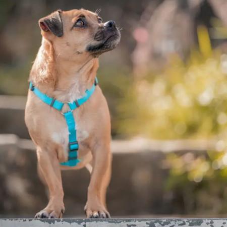 Red Dingo Peitoral azul turquesa