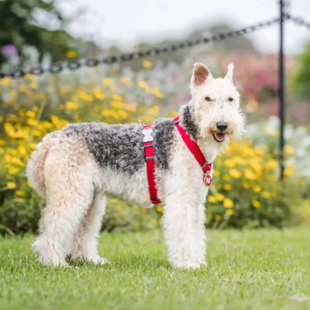 Red Dingo Peitoral vermelho