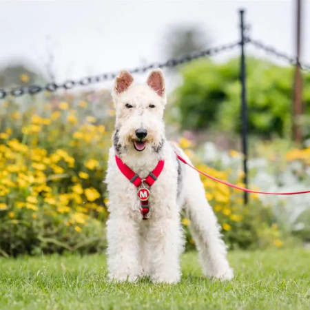 Red Dingo Peitoral vermelho
