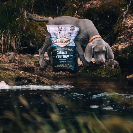 Carnilove Puppy Salmon & Turkey