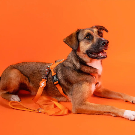 Dashi Trela Solid 15 mm laranja