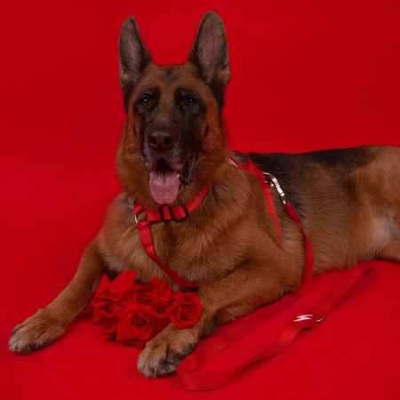 Dashi Trela Solid 15 mm vermelha