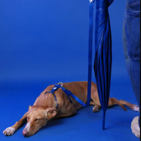 Dashi Trela Solid 25 mm azul