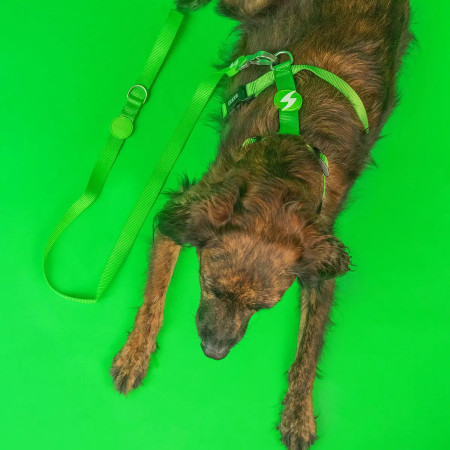 Dashi Trela Solid 25 mm verde