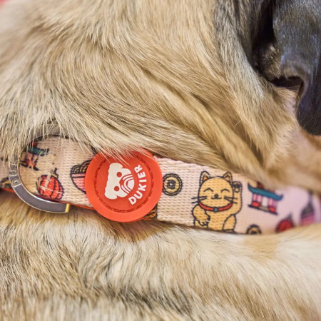 Dukier Coleira Asian