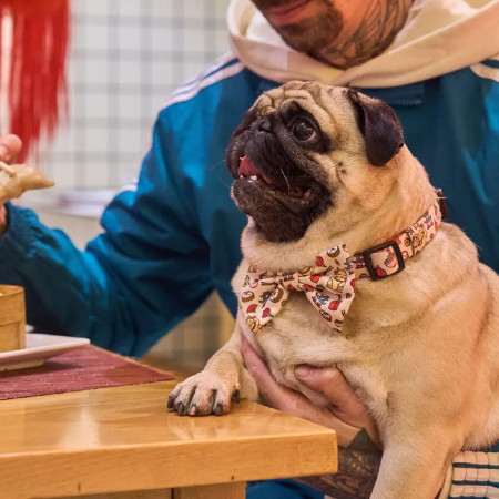 Dukier Coleira Asian