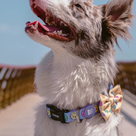 Dukier Coleira para cão Smiley