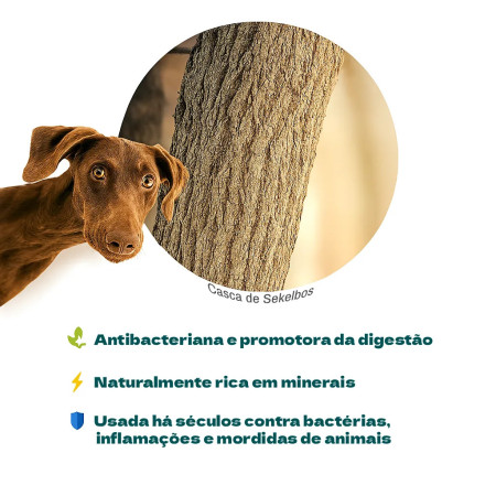 Kaudas Pau de madeira natural da África do Sul