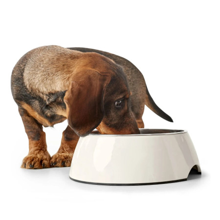 Hunter Comedouro Melamine Branco para cão