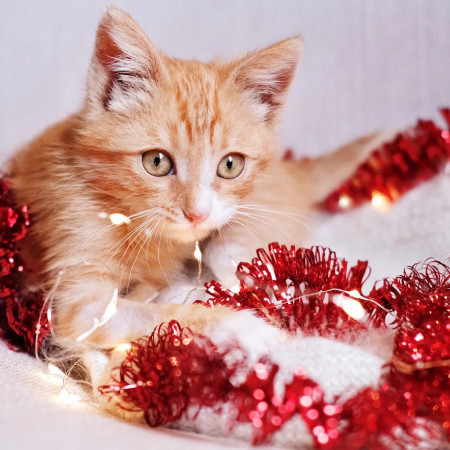 Brit Care Cat Christmas Beef Soup Menu Natal para gato