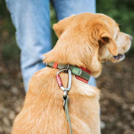 Hunter Coleira Grossa Havanna Verde/Laranja