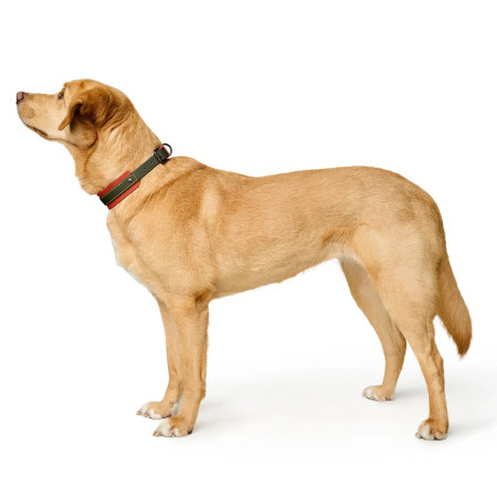 Hunter Coleira Grossa Havanna Verde/Laranja