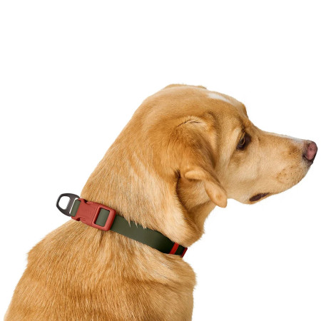 Hunter Coleira Havanna Verde/Laranja