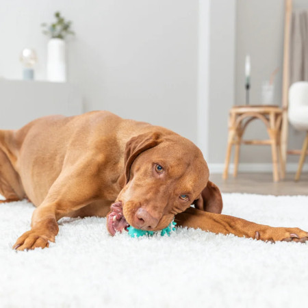 Trixie Bola Denta Fun Rugby dentada