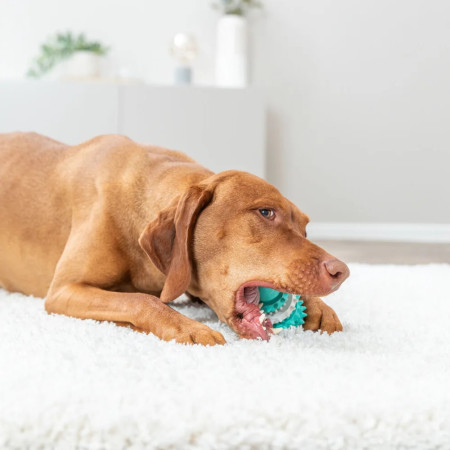 Trixie Bola Denta Fun Rugby dentada