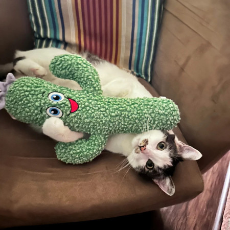 Kong Kickeroo Cactus para gato das dar patadas ou dormir agarrado