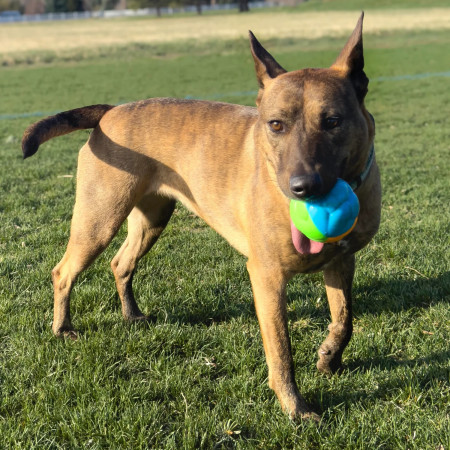 Kong High-Viz Twistz Bola