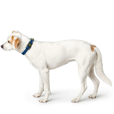 Hunter Coleira Hilo azul