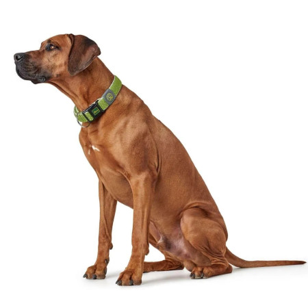 Hunter Coleira Hilo lima