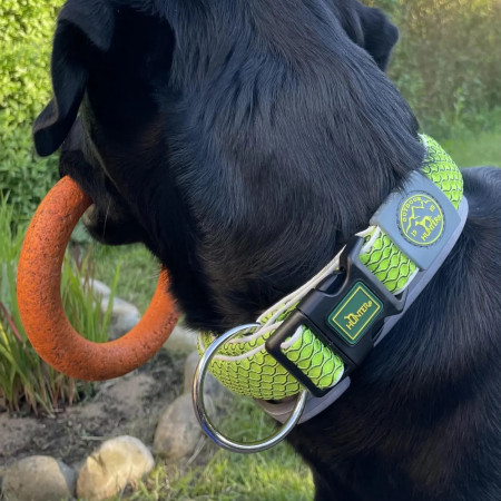 Hunter Coleira Hilo lima