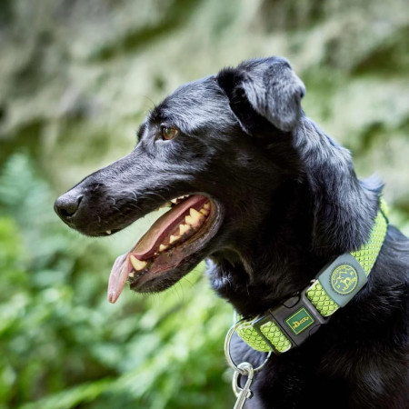 Hunter Coleira Hilo lima