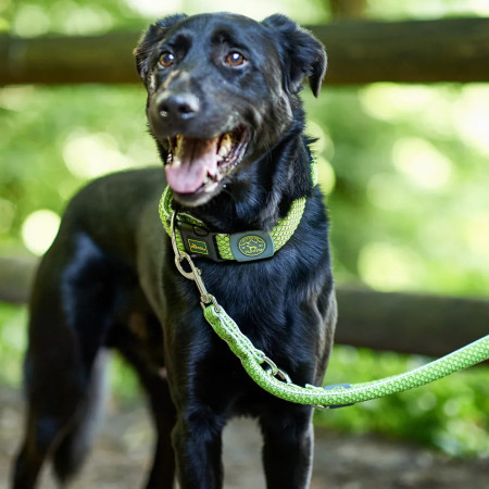 Hunter Coleira Hilo lima