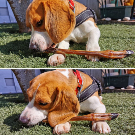 Loja do Cão Pata de gamo