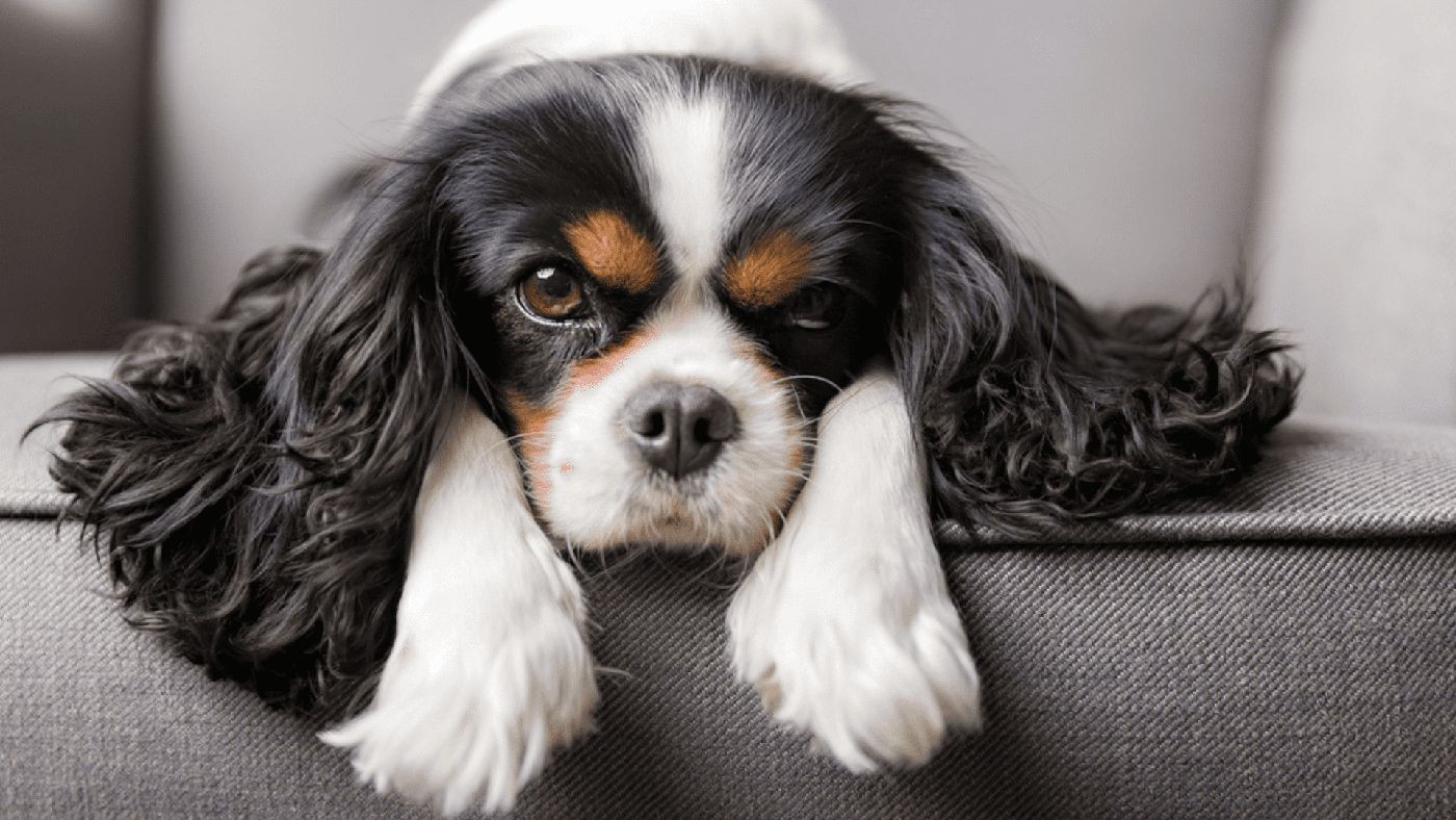 Raça: Cavalier King Charles Spaniel