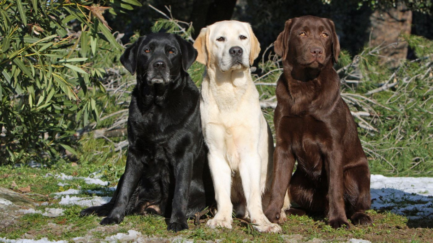 Raça: Retriever do Labrador