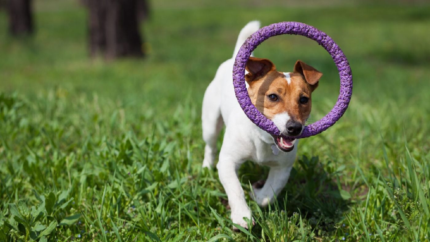 Raça: Jack Russel Terrier